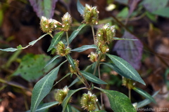 Lepidagathis incurva