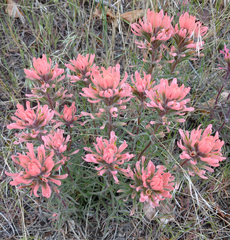 Castilleja angustifolia angustifolia