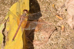 Neurothemis intermedia