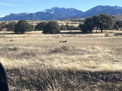 Odocoileus virginianus couesi