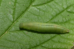 Coenonympha glycerion