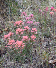 Castilleja angustifolia angustifolia