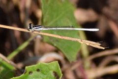 Agriocnemis lacteola
