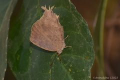 Surendra quercetorum