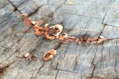 Tulasnella aurantiaca