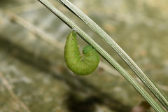 Coenonympha glycerion