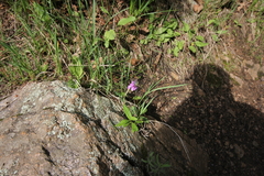 Primula pauciflora pauciflora