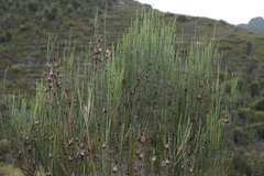 Allocasuarina humilis