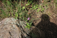 Primula pauciflora pauciflora
