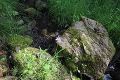 Primula pauciflora pauciflora