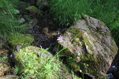 Primula pauciflora pauciflora