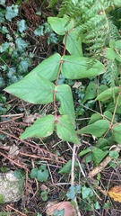 Hypericum androsaemum