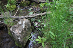 Primula pauciflora pauciflora