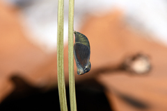 Coenonympha glycerion