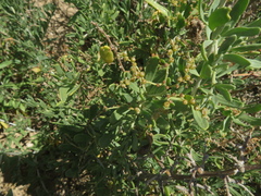 Rhagodia candolleana