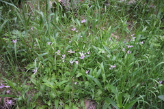 Primula pauciflora pauciflora