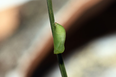 Coenonympha glycerion
