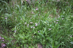 Primula pauciflora pauciflora