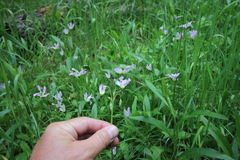 Primula pauciflora pauciflora