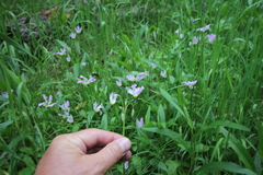 Primula pauciflora pauciflora
