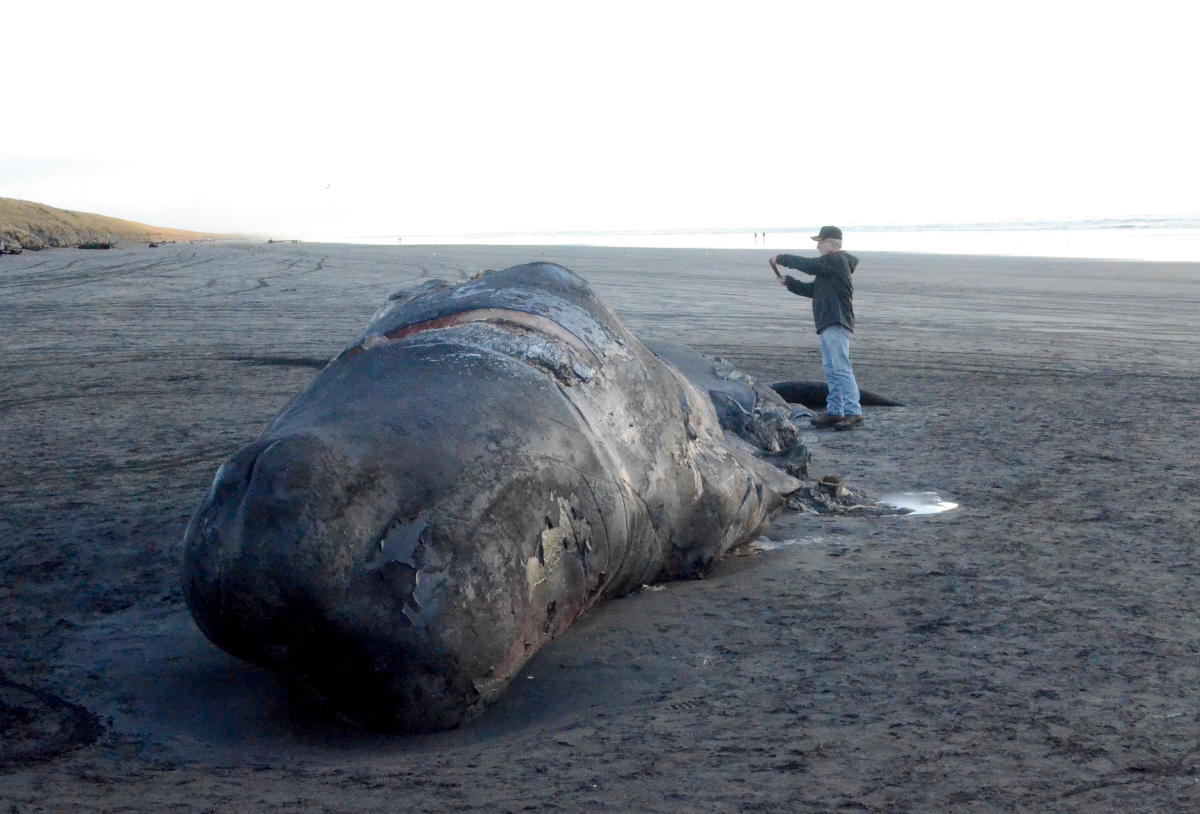 Physeter macrocephalus Linnaeus, 1758