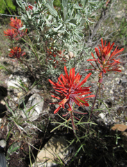 Castilleja covilleana