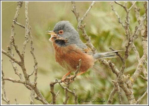 Tristram's Warbler (Curruca deserticola), photo 3