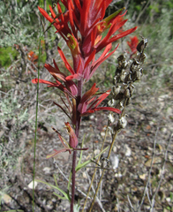 Castilleja covilleana