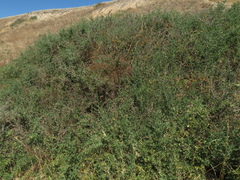 Rhagodia candolleana