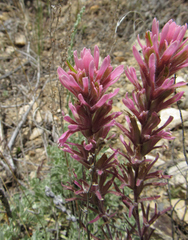 Castilleja angustifolia angustifolia
