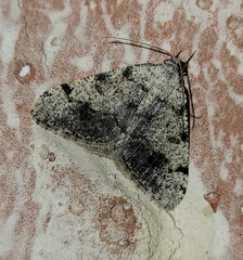 Digrammia colorata