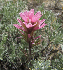 Castilleja angustifolia angustifolia