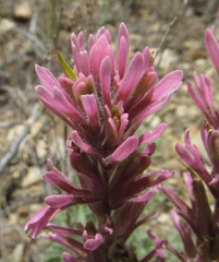 Castilleja angustifolia angustifolia