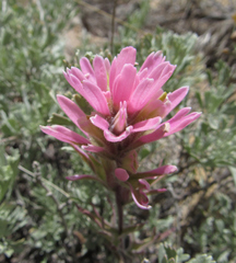 Castilleja angustifolia angustifolia