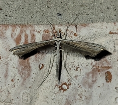Pterophoridae