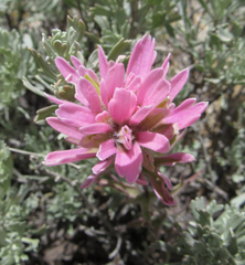 Castilleja angustifolia angustifolia