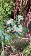 Asplenium adiantum-nigrum