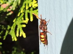 Nomada flava