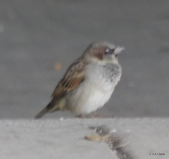 Passer domesticus