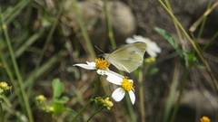 Pieris rapae crucivora