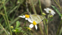 Pieris rapae crucivora