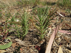 Distichlis distichophylla