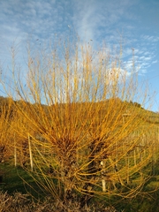 Salix × fragilis vitellina