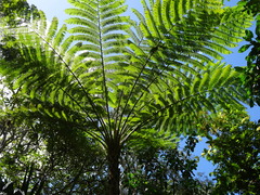 Sphaeropteris intermedia