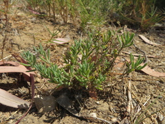 Enchylaena tomentosa