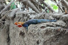 Agama lionotus