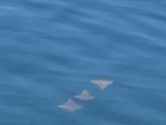 Rhinoptera steindachneri