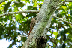 Lepidocolaptes duidae