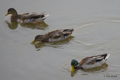 Anas platyrhynchos