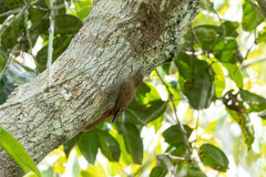 Lepidocolaptes duidae